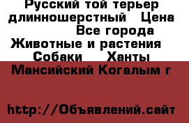 Русский той-терьер длинношерстный › Цена ­ 7 000 - Все города Животные и растения » Собаки   . Ханты-Мансийский,Когалым г.